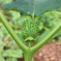 Datura stramonium L.